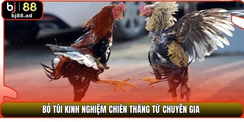 Bỏ túi kinh nghiệm chiến thắng từ chuyên gia
