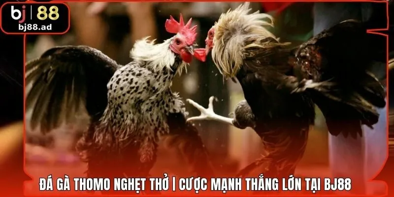 Đá Gà Thomo Nghẹt Thở | Cược Mạnh Thắng Lớn Tại BJ88