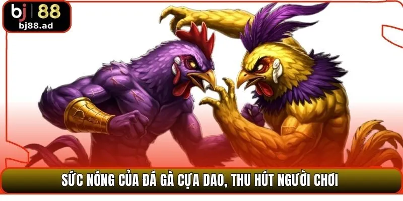 Sức nóng của đá gà cựa dao, thu hút người chơi