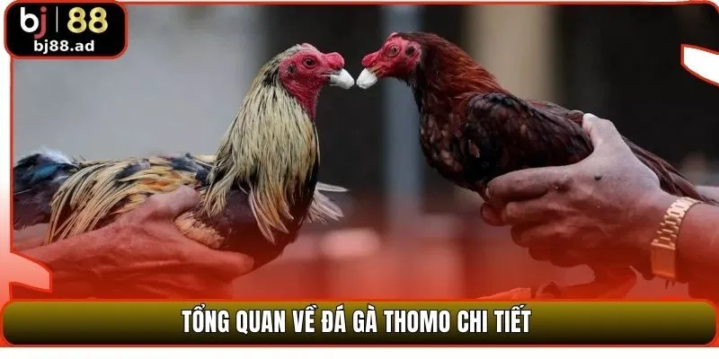 Tổng quan về đá gà Thomo chi tiết